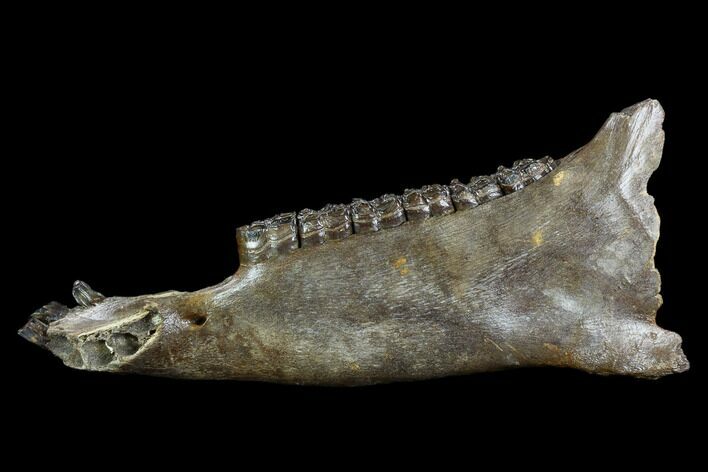 Fossil Horse (Equus) Jaw - River Rhine, Germany #123492